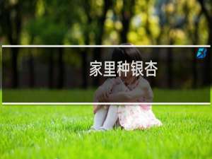 家里种银杏