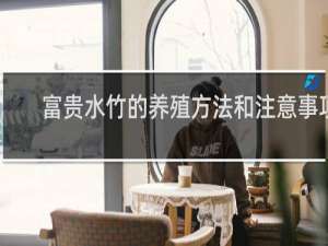富贵水竹的养殖方法和注意事项