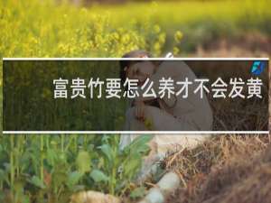 富贵竹要怎么养才不会发黄