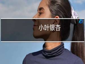小叶银杏