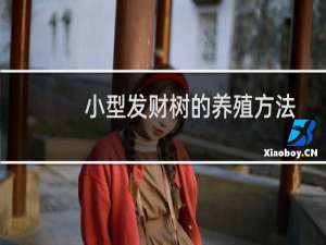 小型发财树的养殖方法