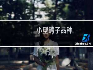 小型鸽子品种