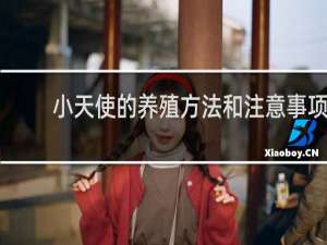 小天使的养殖方法和注意事项