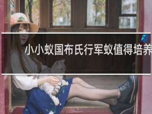 小小蚁国布氏行军蚁值得培养