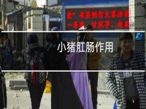 小猪肛肠作用