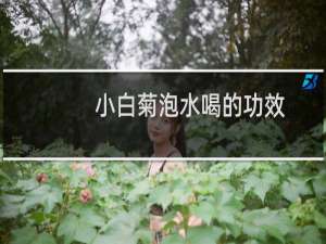 小白菊泡水喝的功效