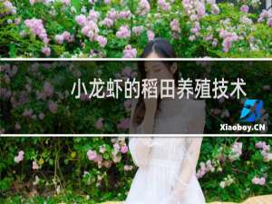 小龙虾的稻田养殖技术
