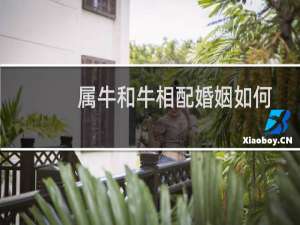 属牛和牛相配婚姻如何