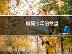 属狗今年的命运