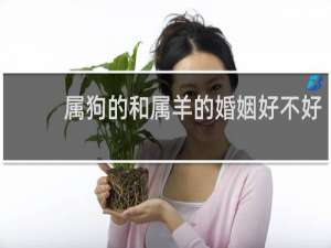 属狗的和属羊的婚姻好不好