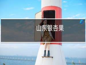 山东银杏果