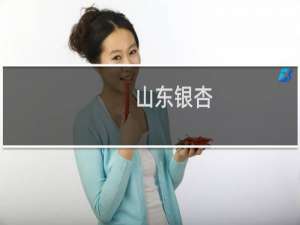 山东银杏