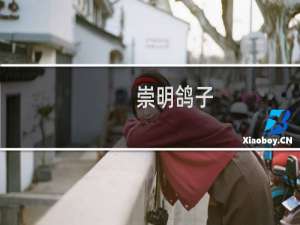 崇明鸽子