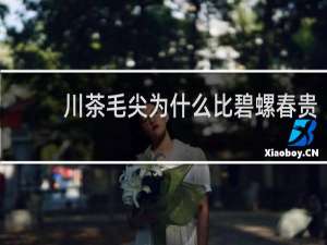 川茶毛尖为什么比碧螺春贵