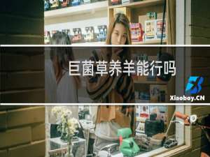巨菌草养羊能行吗