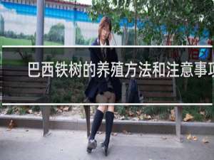 巴西铁树的养殖方法和注意事项