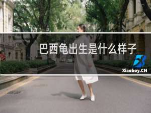 巴西龟出生是什么样子