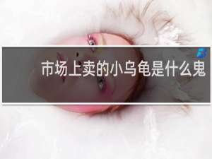 市场上卖的小乌龟是什么鬼