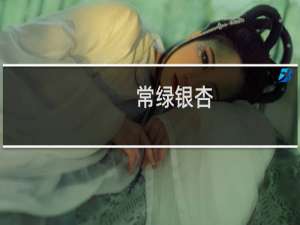 常绿银杏