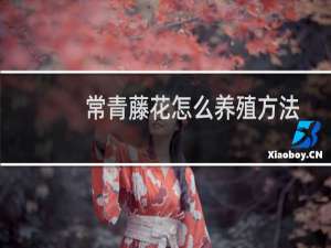 常青藤花怎么养殖方法