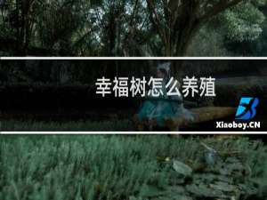 幸福树怎么养殖