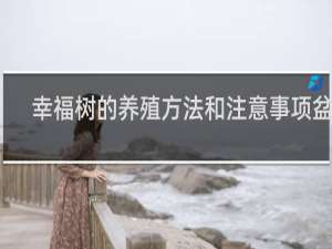 幸福树的养殖方法和注意事项盆栽