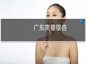 广东南雄银杏