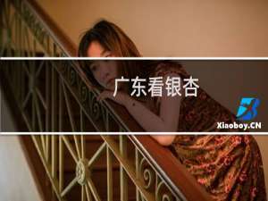 广东看银杏