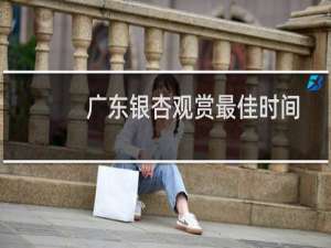 广东银杏观赏最佳时间