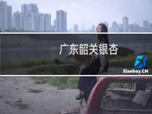 广东韶关银杏