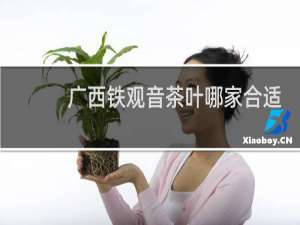 广西铁观音茶叶哪家合适