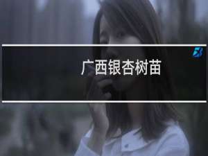 广西银杏树苗