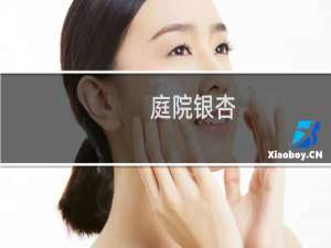 庭院银杏