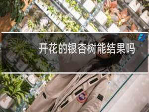 开花的银杏树能结果吗
