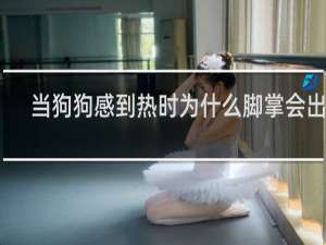当狗狗感到热时为什么脚掌会出汗
