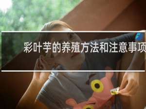 彩叶芋的养殖方法和注意事项