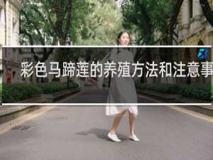 彩色马蹄莲的养殖方法和注意事项