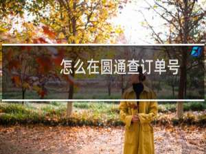 怎么在圆通查订单号