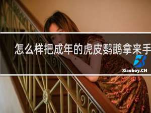 怎么样把成年的虎皮鹦鹉拿来手养