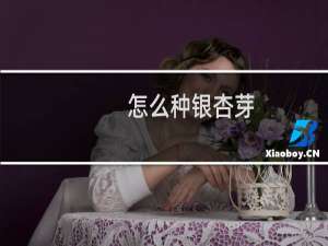怎么种银杏芽