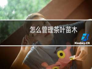 怎么管理茶叶苗木