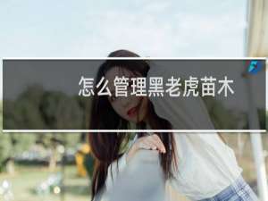 怎么管理黑老虎苗木