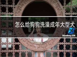 怎么给狗狗洗澡成年大型犬