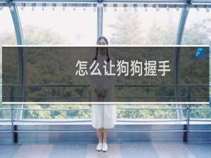怎么让狗狗握手（怎么让狗狗听话）