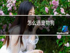 怎么选宠物狗
