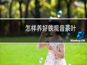 怎样养好铁观音茶叶