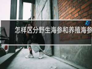怎样区分野生海参和养殖海参