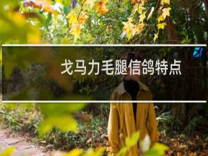 戈马力毛腿信鸽特点