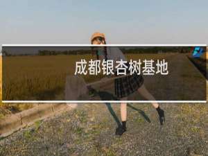 成都银杏树基地