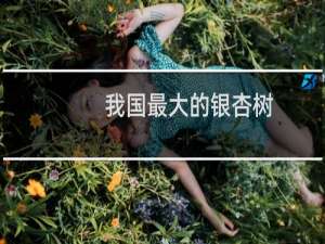 我国最大的银杏树